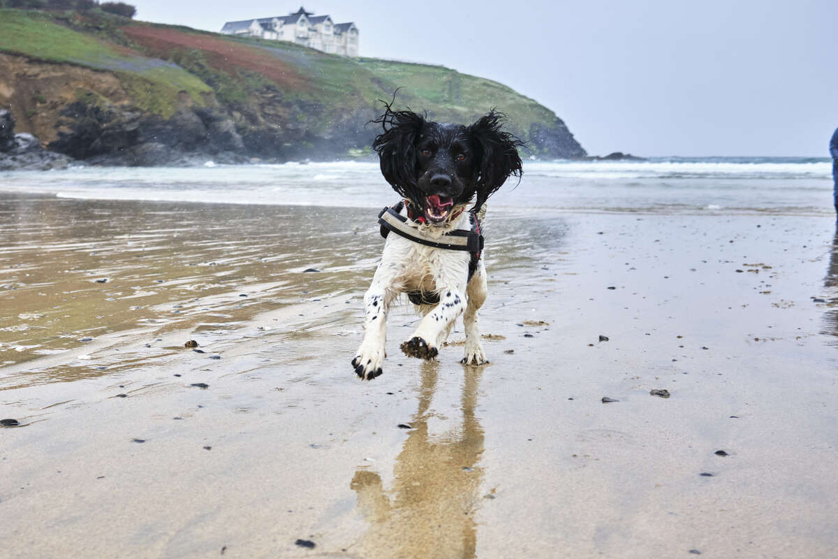 Silly Finn enjoying the beach